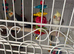 X2 cockatiel