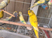 Budgeese for sale