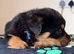 Rottweiler pups KC Registered + Champ Bloodlines