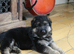 Outstanding KC German Shepherd puppies