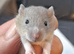 Baby Female Rats For Sale
