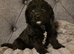 Beautiful cuddly mini Labradoodles F1b looking for forever home.