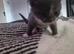 Russian blue cross