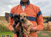 Beautiful whippet puppies for sale