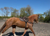 Stunning 16.2 4 yr old Chestnut ID mare