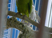 Green Ringneck