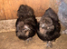 Black Silkie Pair