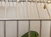 Bonded pair of parrotlets