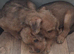 Beautiful Lakeland pups