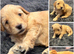Beautiful miniature golden doodles