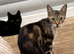 YOUNG FEMALE CAT