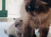 Gorgeous Himalayan Persian Kittens