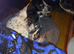Cocker Spaniel puppys for sale 2 black and white boys 2 black and white girls