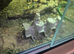 Baby bearded dragons