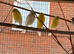 Irish fancy canary's