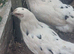 Pol Zombie hens