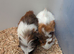 Adorable baby Guinea pigs
