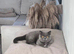 British short hair kittens (Ready now)