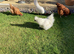 Silkies