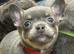 Chiwawa/dash mix ready to go now