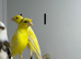 Canaries