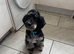 Blue merle cockapoo