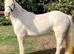 Gypsy cob mare to make 13.2hh