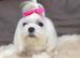 21 month Male Maltese and 5 year Female Maltese