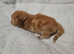 Beautiful ginger kittens