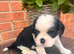 Kc LITTER OF 4 DNA CLEAR CAVALIER PUPPYS