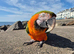 Macaw Parrots
