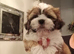 Shih tzu boy