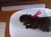 Lovely working sproker spaniels for sale u