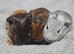 Beautiful gunea pigs for sale