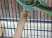 Two young cocks