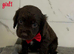 cocker spaniel puppies for sale