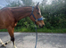 16h Thoroughbred gelding