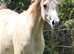 Beautiful Arab Mare with outstanding Pedigree