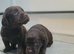 Cockerdor puppies cockador puppies