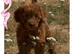 Adorable cockapoo 2 available