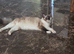 Female ragdoll cats