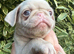 Rare Prestige KC registered Pink Pug Puppies