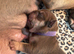3 stunning female English bulldogs available