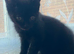 Female kitten