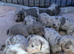 Mini dapple pups for sale