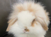 Mini lop lions ready 4th June