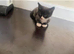Cat Kittens