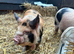 5 month old Kune Kune Weaners. 2 Boys and 2 Girls Ready To Leave NOW!