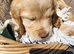 Sprocker Pups 3/4 Cocker/1/4 Springer from Registered Breeder