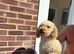 KC toy poodle bitch